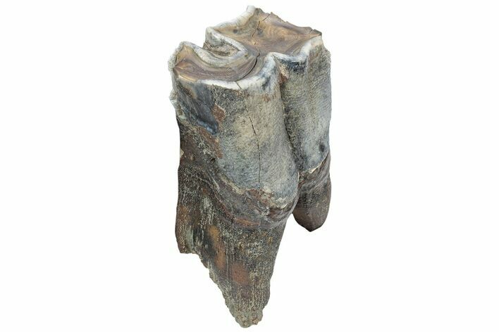 Fossil Woolly Rhino (Coelodonta) Tooth - Siberia #225202